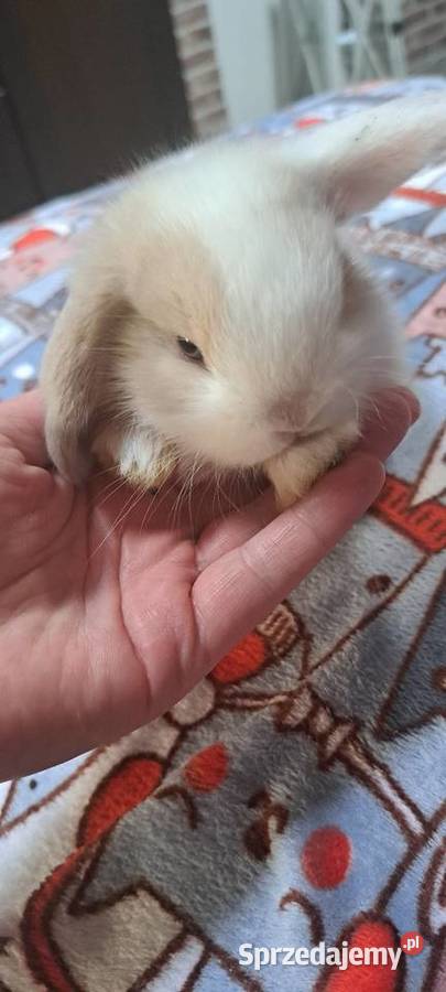 Króliczki mini lop wielkopolskie