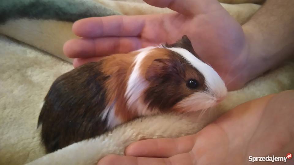 sprzedam świnki morskie Zwierzęta Konstancin-Jeziorna