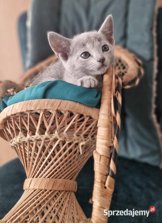 Kot rosyjski niebieski Rosyjski Kraków