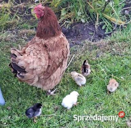 Kurczaki 5 sztuk 5ciodniowe sprzedam