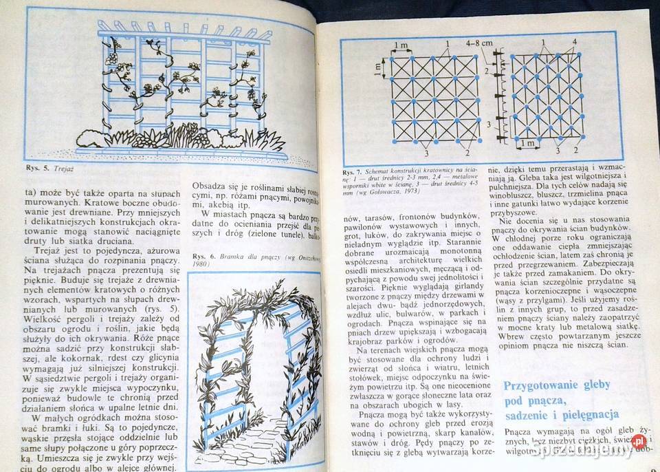 Pnącza ozdobne w ogródku Bluszcz powojnik M Chełm