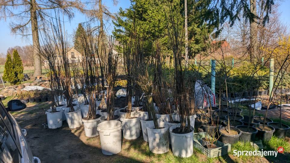 Sadzonki drzewek owocowych CENY 10 Dobrzyń nad Wisłą sprzedam