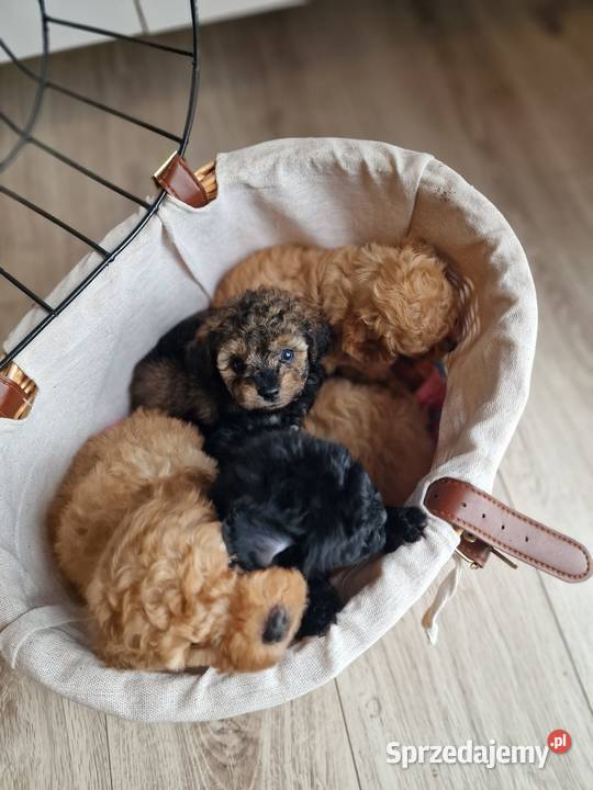 Maltipoo szczeniaki Krapkowice