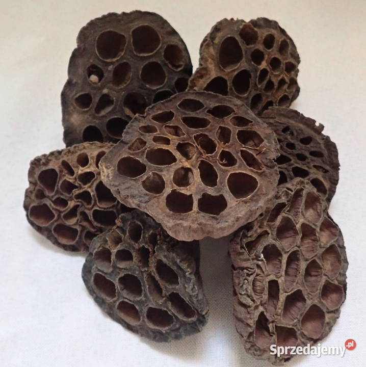 Kwiat Lotosu suszony naturalny Paczka 20 Siewierz