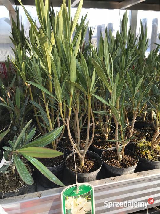 Pleander Provence Łososiowy pachnący pełny małopolskie Skawina