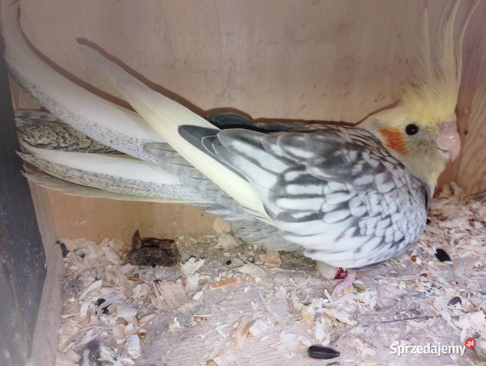 Papugi nimfy sprzedam