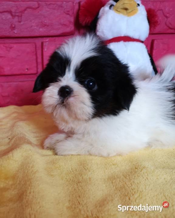 SHIH TZU piękne malutkie szczenięta Tricolor zachodniopomorskie Szczecinek