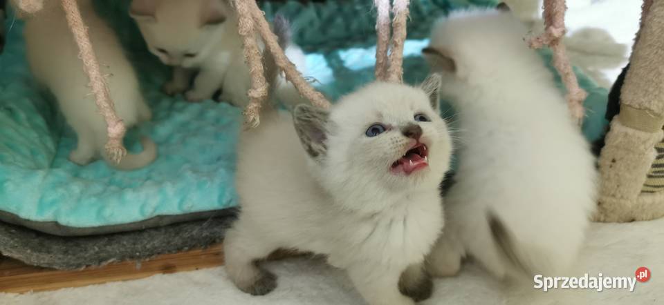 Kocięta brytyjskie point Fplp Żory