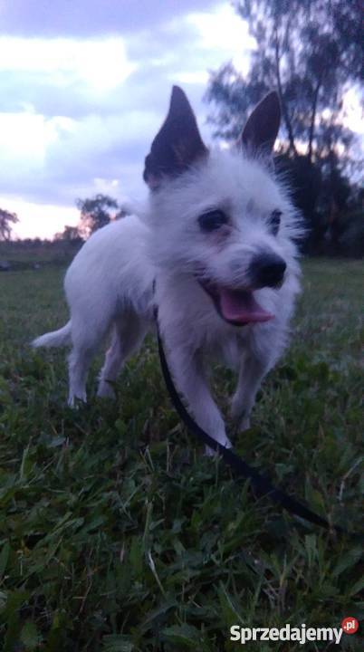 oddam pieska w ręce Mszczonów