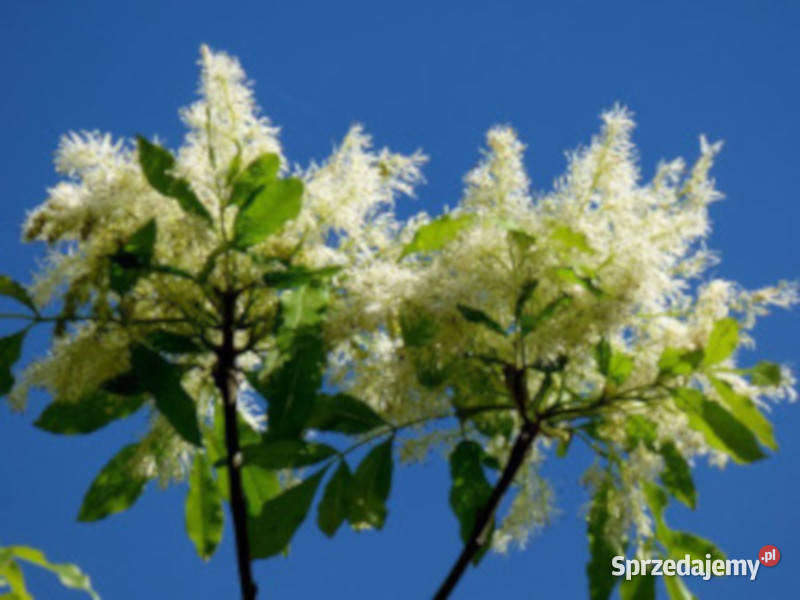 JESION MANNOWY Fraxinus angustifolia NASIONA 400 Nasiona Lubanie