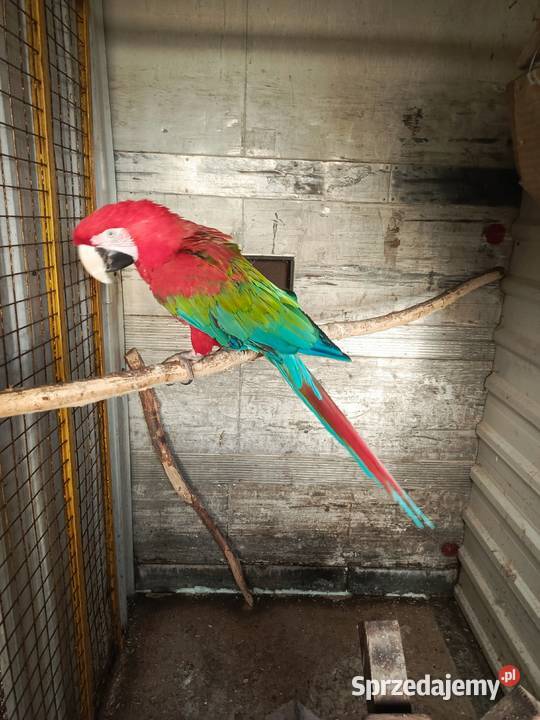 Ara Chloropter Pamiątkowo sprzedam