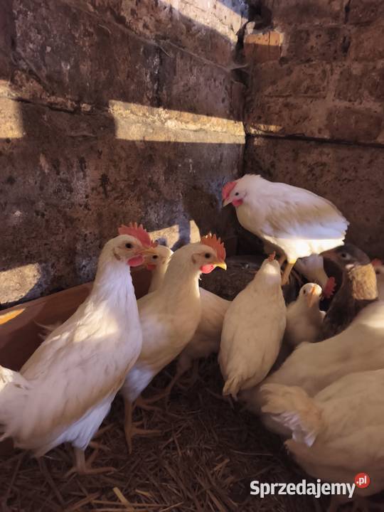 Młode koguty Leghorn Hodowla drobiu