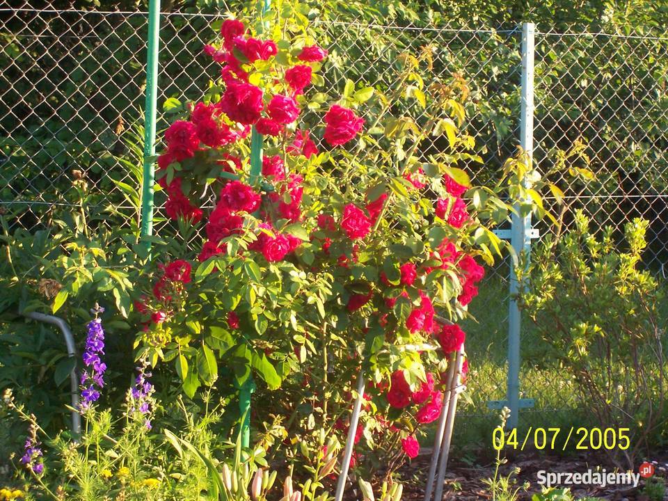 Sprzedam działkę ROD Jaroszówka 415m2