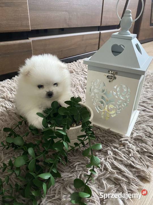 SZPIC MINIATUROWY POMERANIAN ŚLICZNE PIESKI łódzkie Drogusza