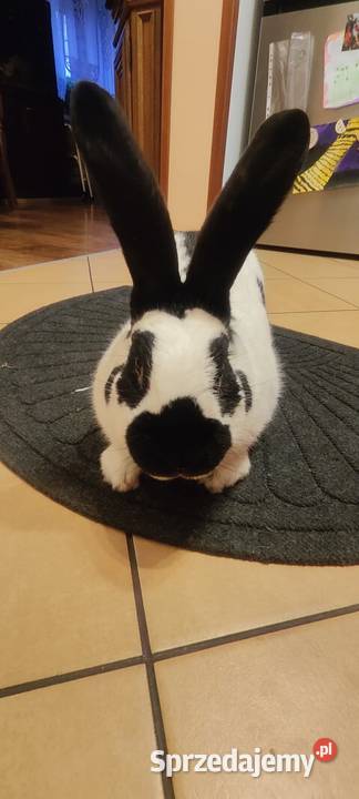 Srokacz niemiecki Górki