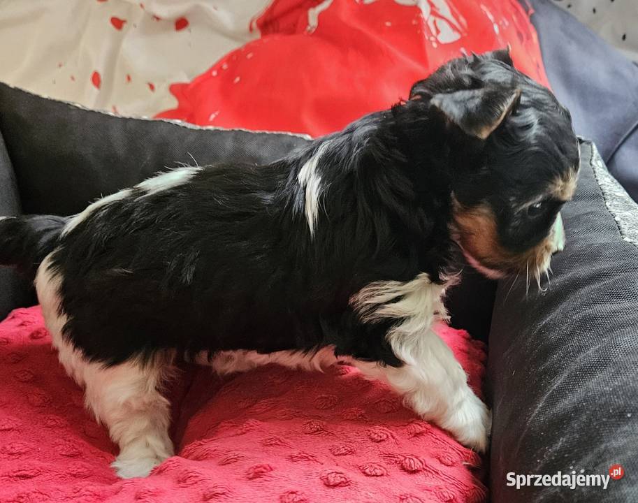 Biewer Yorkshire Terrier Somonino sprzedam