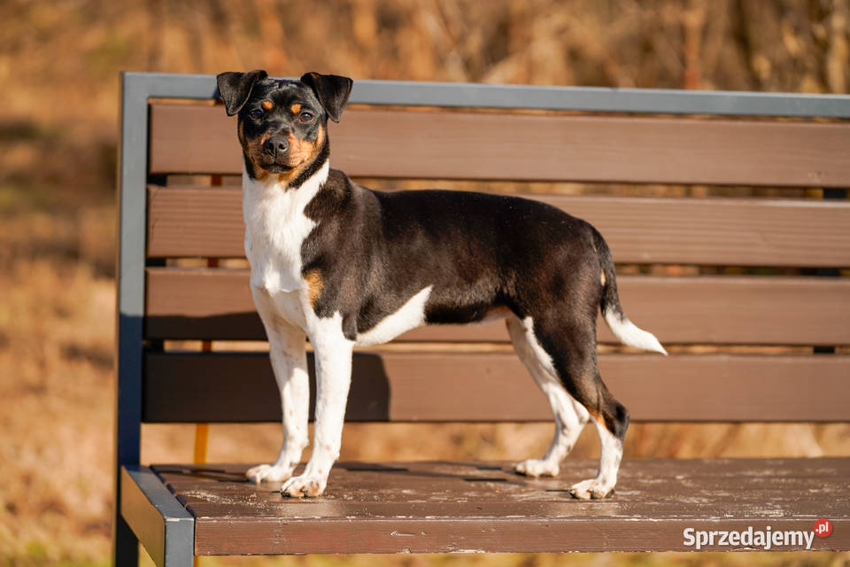 TERIER BRAZYLIJSKI suczka z rodowodem Ostrów Mazowiecka