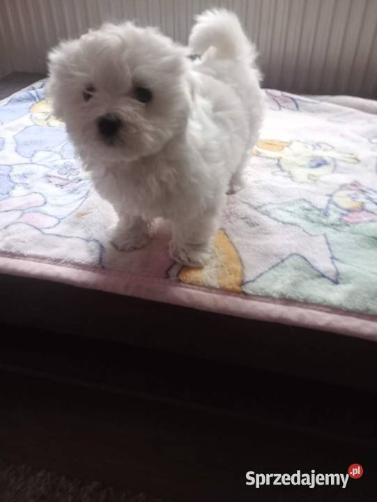 Maltańczyk Maltańczyki śliczny piesek podkarpackie Rzeszów