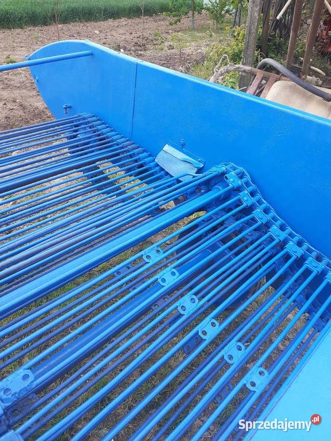 Kopaczka nieuszkodzony Bzowiec