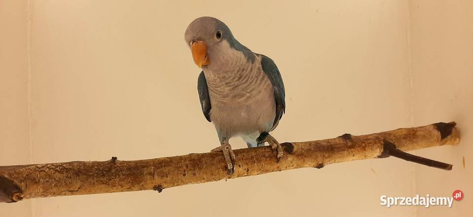 stado mnichy nizinee śląskie