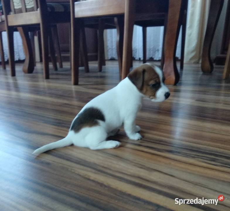śliczne szczeniaki Jack Russell Terrier Jack Russell Terrier Koszalin