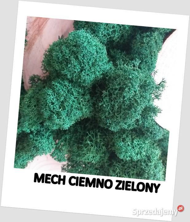 Obraz tryptyk mech chrobotek plaster drewna Długołęka