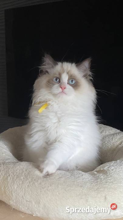 Kocurek Ragdoll FPL Ragdoll podlaskie Białystok sprzedam