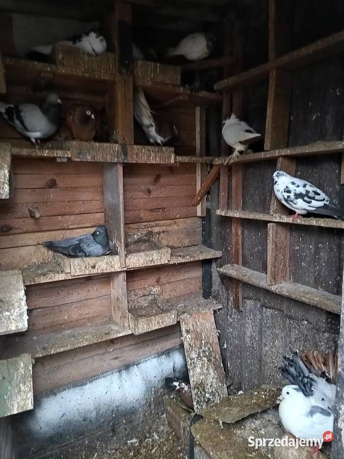 Gołębie sprzedam świętokrzyskie Ćmielów