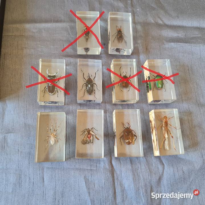 Owadypajęczakirobaki 7 okazów 1 Warszawa
