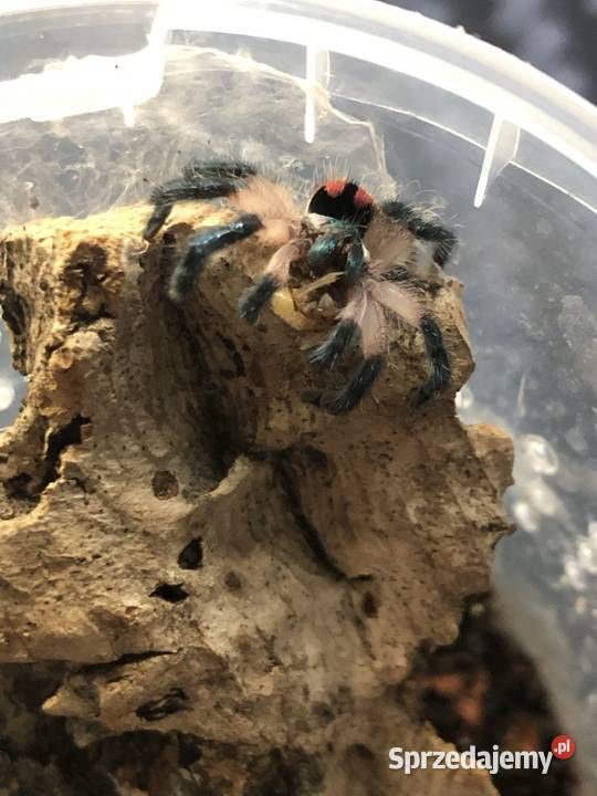 Ptaszniki mazowieckie