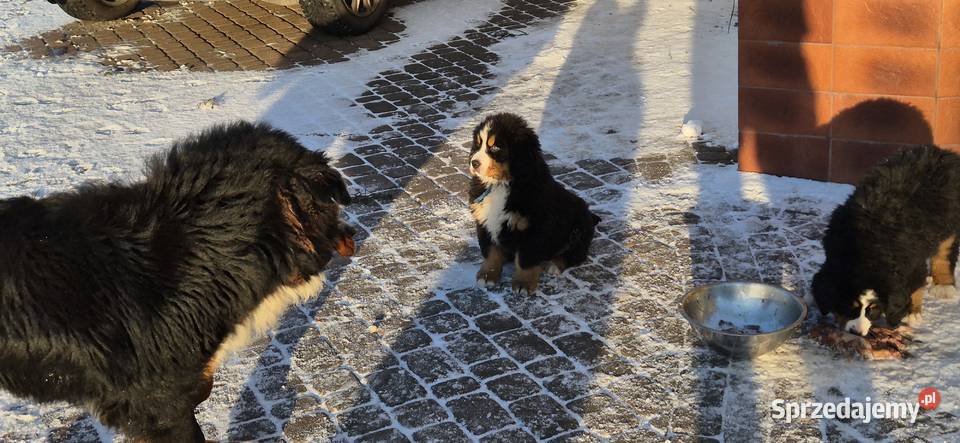 Berneński pies pasterski Kowiesy sprzedam