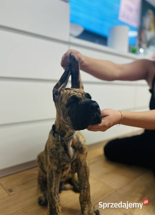 Dog Niemiecki szczenię