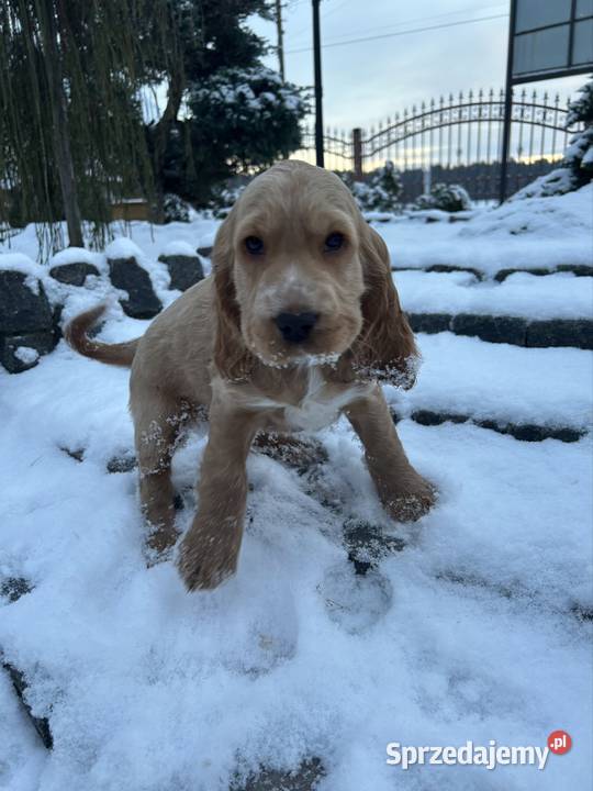 Cocker spaniel angielski łódzkie Celestynów