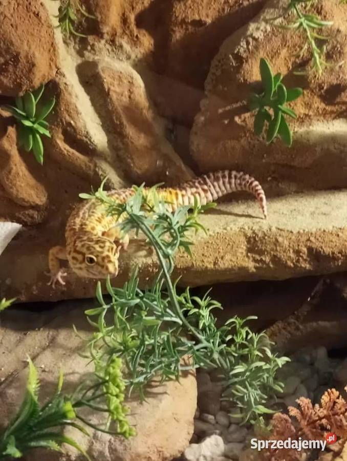 Gekon Lamparci Wałbrzych