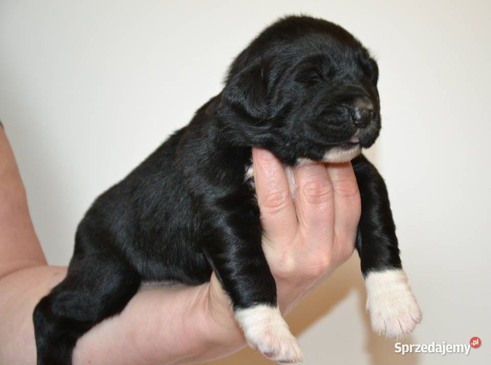 Owczarek środkowoazjatycki FCI Świdwin