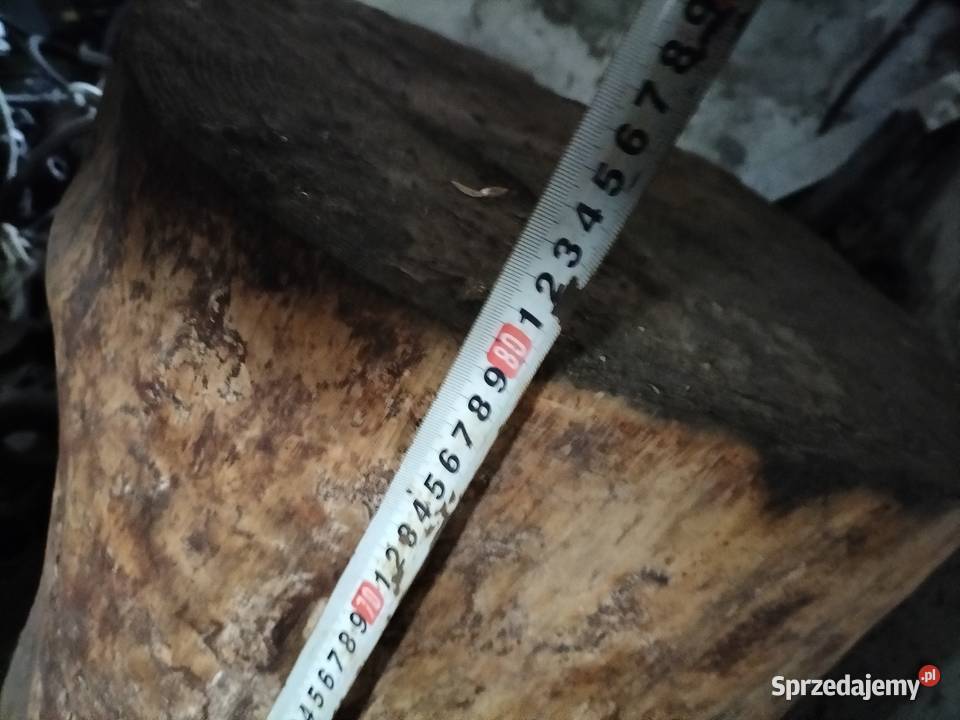 pień sosny dóży Pozostałe Kamień