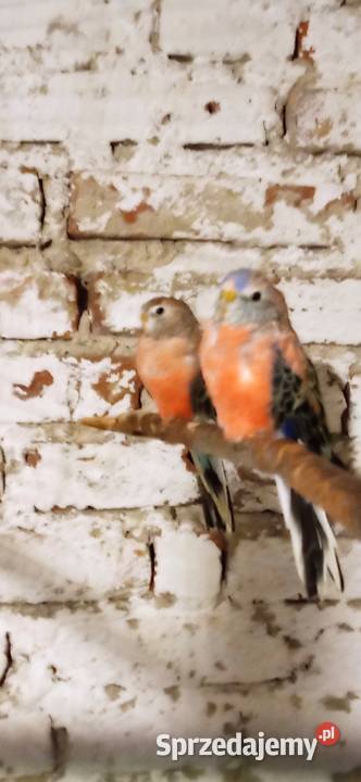 Papugi lilianki mlode Rzeszów