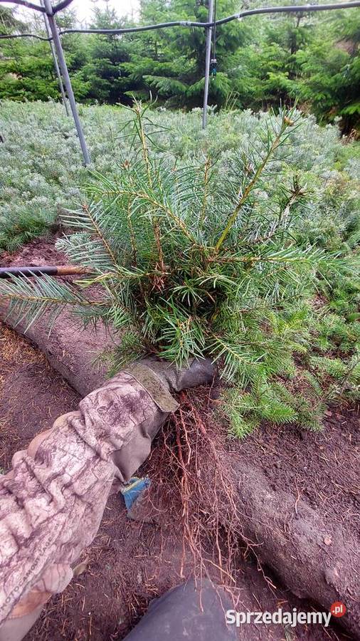 Jodła kalifornijska 23 lata własna produkcja sprzedam