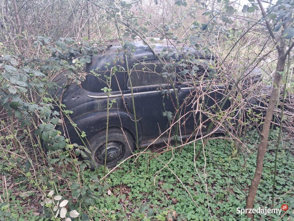 Mercedes W187 prosto z Niemieckich krzaków ale podkarpackie Jarosław sprzedam