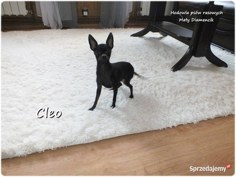 Mała sunia CLEO Pinczer Miniaturowy Ratlerek z
