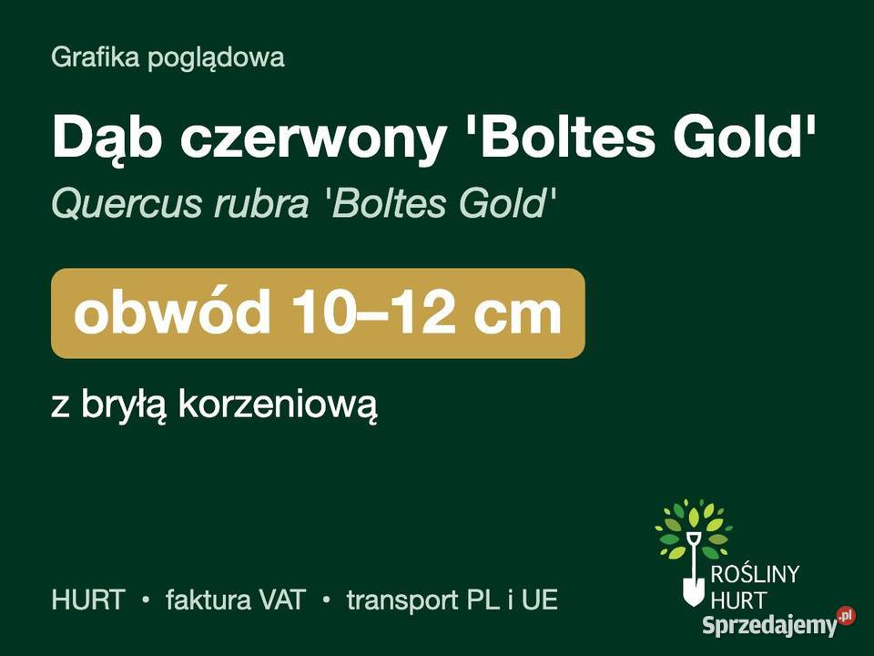 Dąb czerwony Boltes Gold obwód 1012 z bryłą HURT wielkopolskie