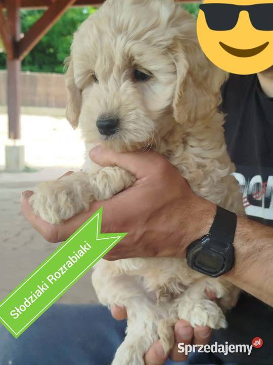 Goldendoodle F1B hybryda