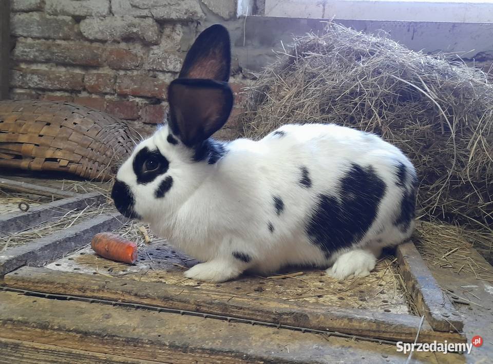 Króliki roczne samice i samce Wojaszówka sprzedam