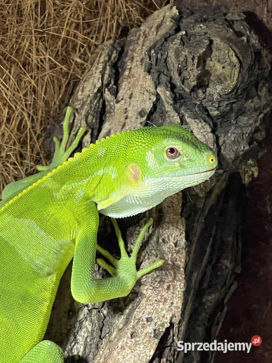 Legwan fidżijski Brachylophus fasciatus Gady i płazy