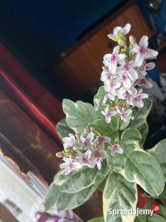 Pseuderanthemum roślina doniczkowa Warszawa