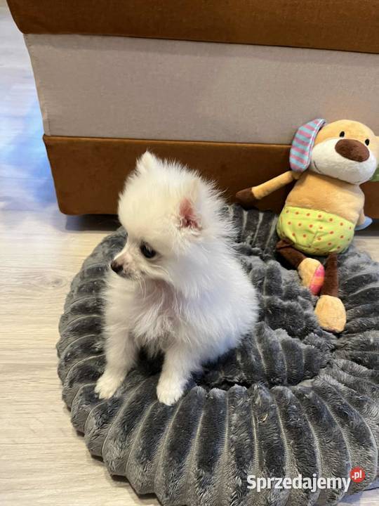 szpic miniaturowy piesek Skalbmierz