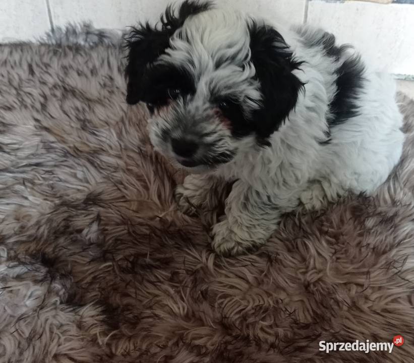 Krzyżowka Maltańczyk Ratlerek Hrubieszów