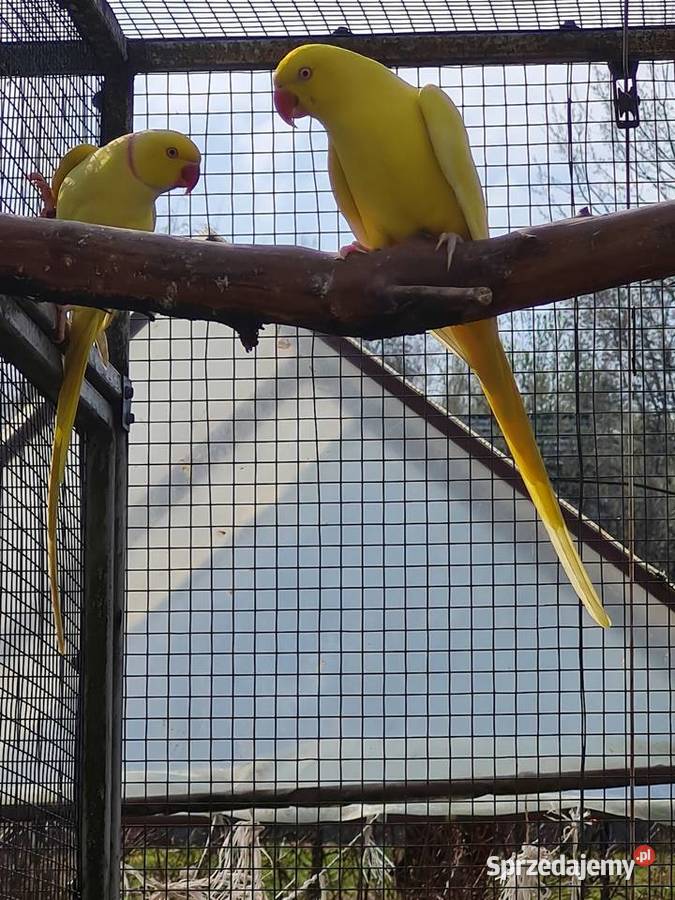 Aleksandretty do ręcznego karmienia Kraków