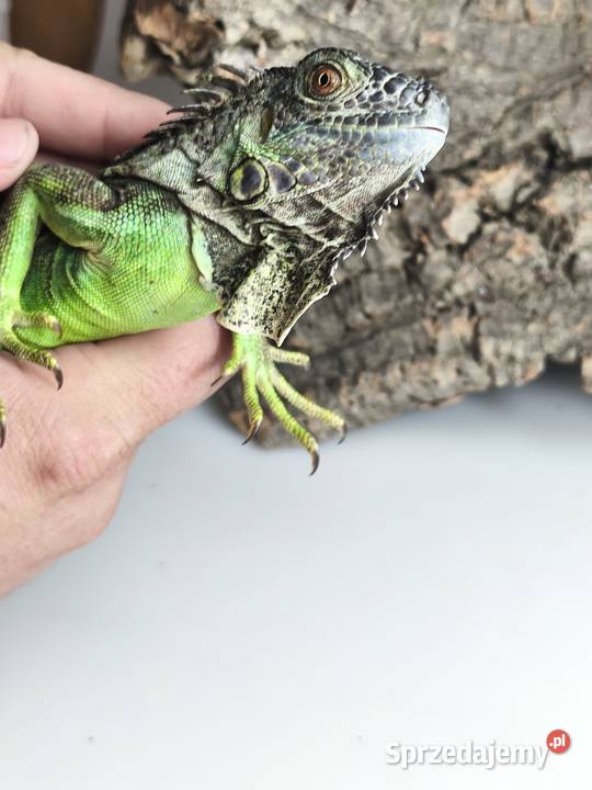 Legwan zielony Iguana iguana z legalnego sklepu dolnośląskie