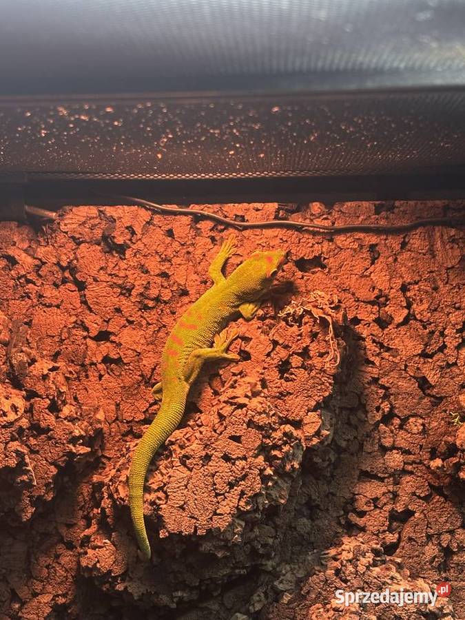 Felsuma madagaskarska Samica Gady i płazy Gdynia